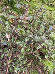 Solanum douglasii