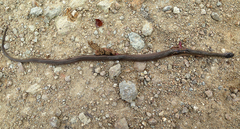 Hebius vibakari