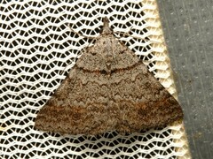 Dichromodes obtusata