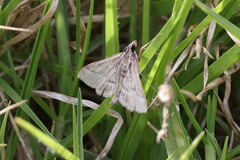 Omiodes continuatalis