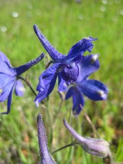 Delphinium variegatum