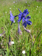 Delphinium variegatum