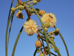 Acacia stenophylla