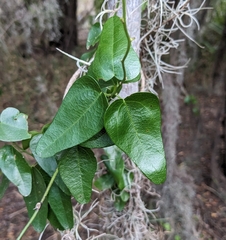 Cocculus diversifolius