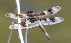 Libellula forensis × pulchella