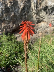Kniphofia uvaria
