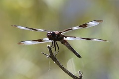 Libellula forensis × pulchella