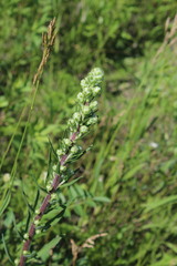 Liatris ligulistylis