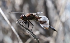 Libellula forensis × pulchella
