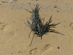 Phyllospora comosa
