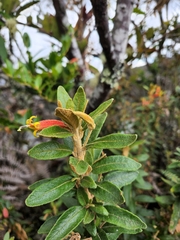 Siphocampylus columnae