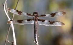 Libellula forensis × pulchella
