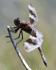 Libellula forensis × pulchella