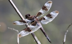 Libellula forensis × pulchella