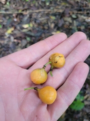 Passiflora tetrandra
