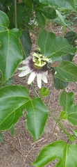 Passiflora edulis flavicarpa