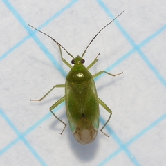 Lygocoris pabulinus