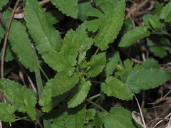 Stachys floridana
