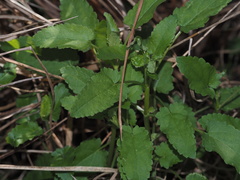Stachys floridana