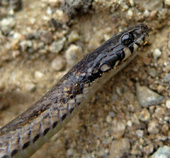 Hebius vibakari