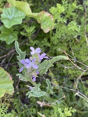 Matthiola parviflora