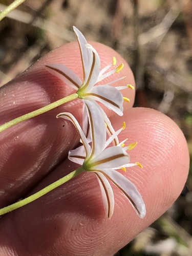 Trachyandra affinis