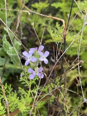 Matthiola parviflora