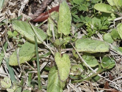 Stachys floridana