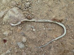 Hebius vibakari
