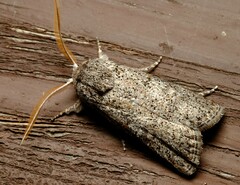 Cryptophasa irrorata