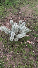 Cylindropuntia bigelovii