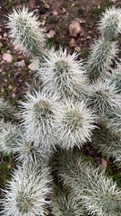Cylindropuntia bigelovii