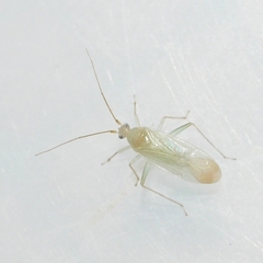Blepharidopterus provancheri