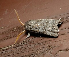 Cryptophasa irrorata