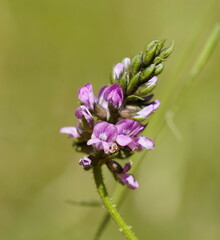 Glycine tabacina
