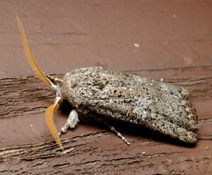 Cryptophasa irrorata