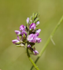 Glycine tabacina