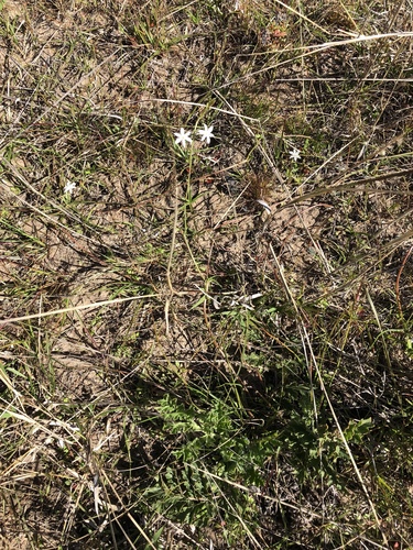 Trachyandra affinis
