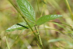Glycine tabacina