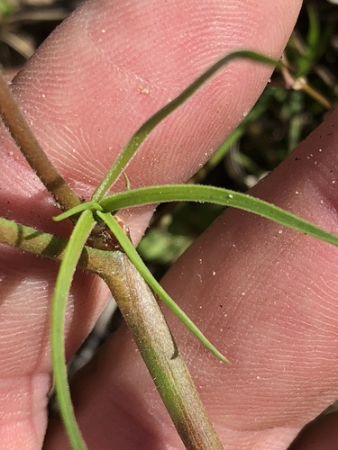 Trachyandra affinis