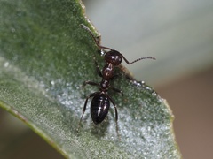 Colobopsis impressa