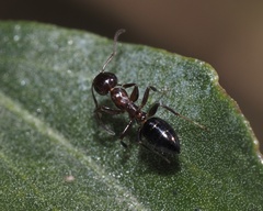Colobopsis impressa
