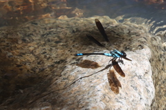 Diphlebia euphoeoides