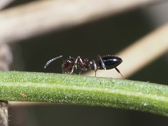 Colobopsis impressa