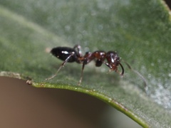 Colobopsis impressa