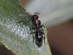 Colobopsis impressa