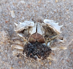 Matuta