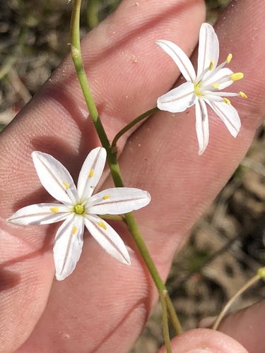 Trachyandra affinis