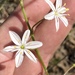 Trachyandra affinis - Photo (c) Dave U, some rights reserved (CC BY), uploaded by Dave U