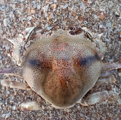 Matuta